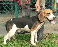 Beagle