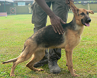 Gsd Puppies
