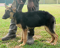 Gsd Puppies