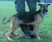 Gsd Puppies